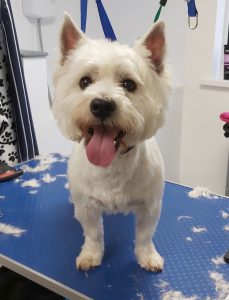 West Highland Terrier on a dog grooming table