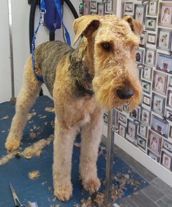Airedale Terrier with dog wallpaper behind