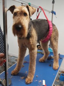 Airedale Terrier dog on a dog grooming table
