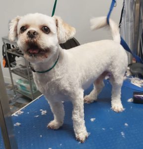 white dog on a dog grooming table