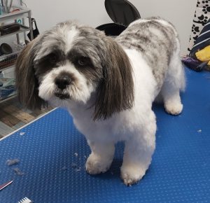 dog on a dog grooming table