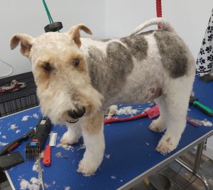 Fox Terrier on a dog grooming table