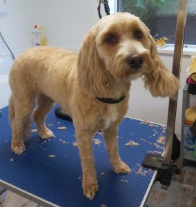 beige Cockapoo on a dog grooming table