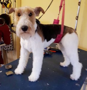 Fox Terrier on a dog grooming table