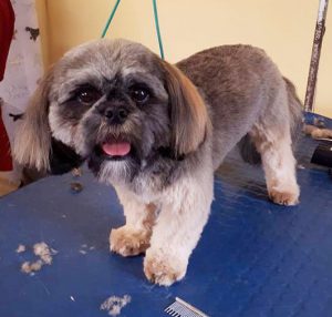 Lhasa Apso on a dog grooming table
