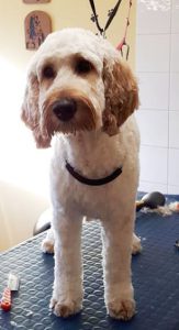 Cockapoo on a dog grooming table