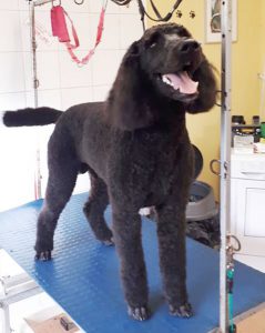 Labradoodle on a dog grooming table
