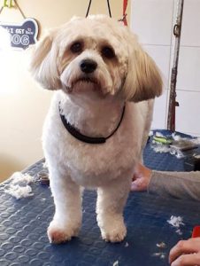 Lhasa Apso on a dog grooming table