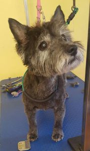 Cairn Terrier on a dog grooming table