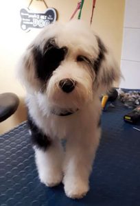 fluffy black and white dog on a dog grooming table