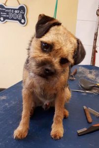 Border Terrier on a dog grooming table