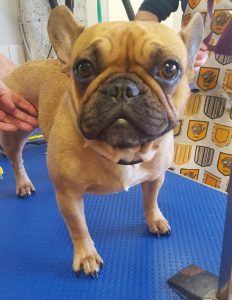 French Bulldog on a dog grooming table