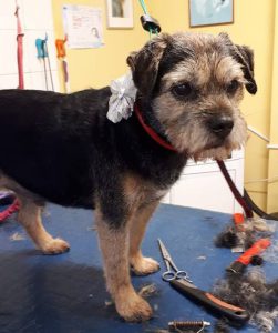 Border Terrier on a dog grooming table
