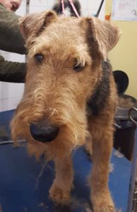 Welsh Terrier on a dog grooming table