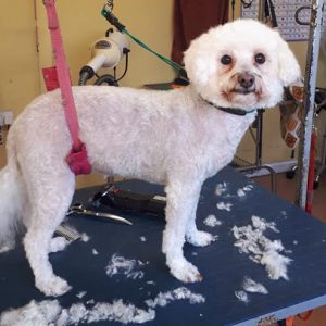White dog on a dog grooming table