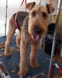 Welsh Terrier on a dog grooming table