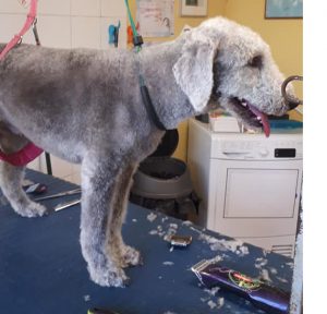 Bedlington Terrier on a dog grooming table