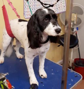 White spotted dog on a dog grooming table