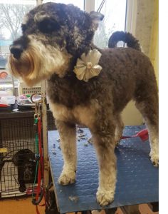 Schnauzer on a dog grooming table