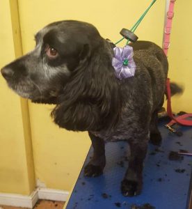 Cocker Spaniel with a pink bow on a dog grooming table