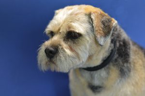 groomed dog sat down with blue background