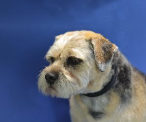 Border Terrier on a blue background