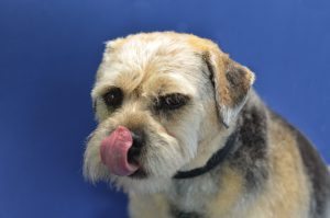 groomed dog licking nose with blue background
