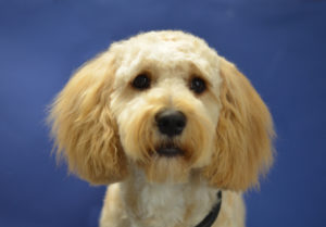 Cockapoo on a blue background