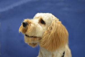Cockapoo on a blue background