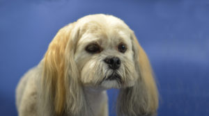 lhasa apso dog on a blue background