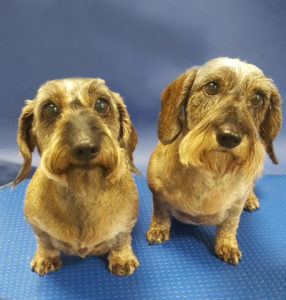 twin sausage dogs